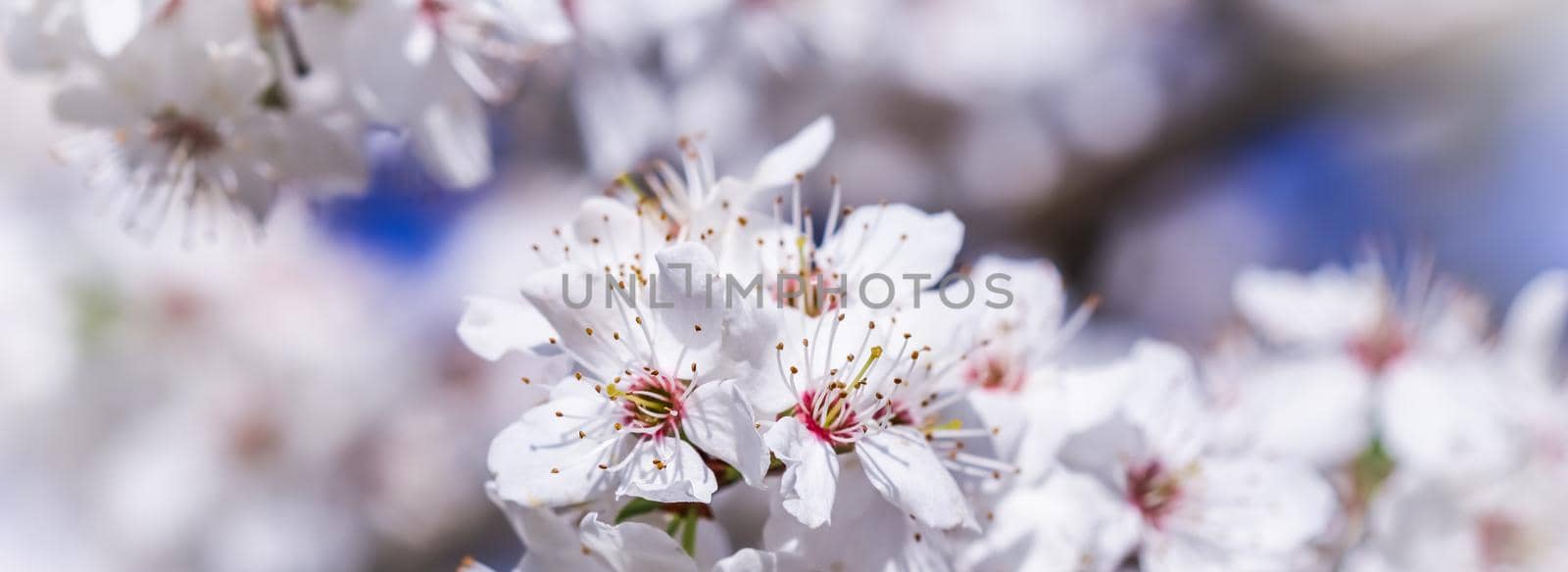 Cherry blossoms in spring. Beautiful white flowers against blue sky