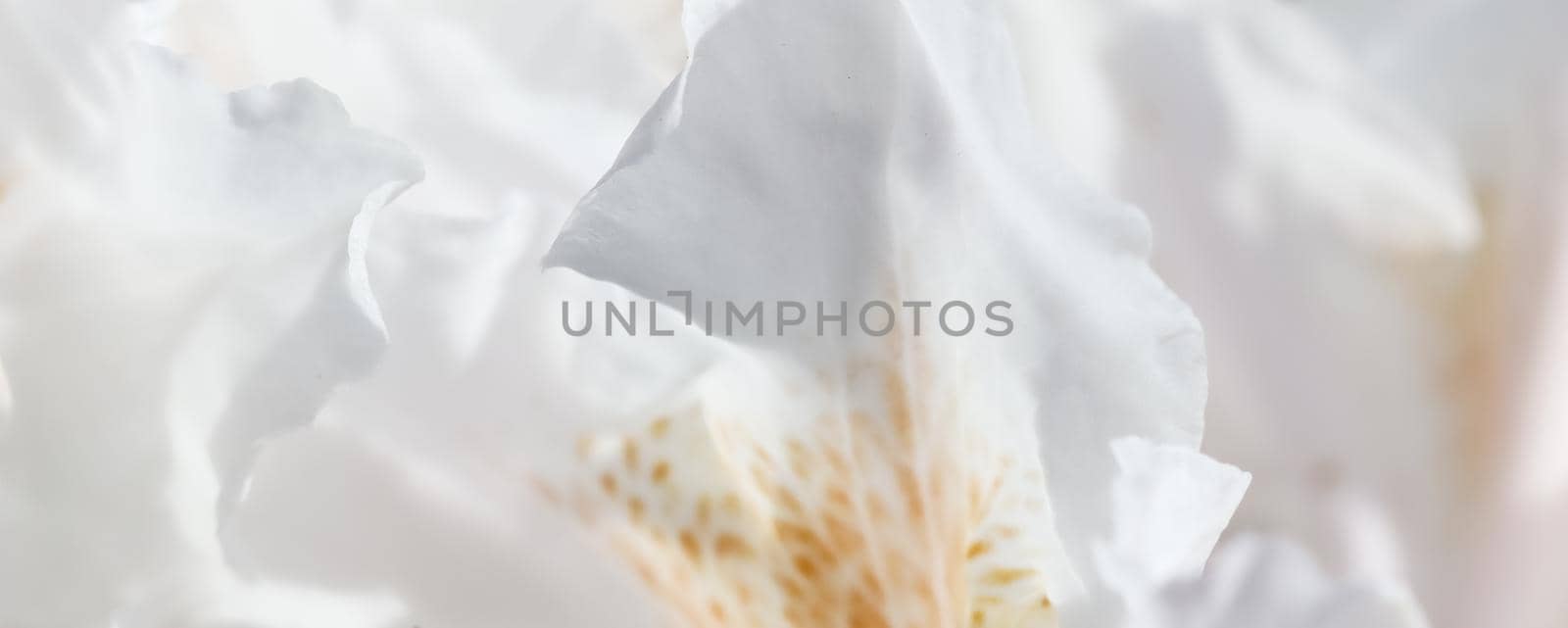 Botanical concept - Soft focus, abstract floral background, white Rhododendron flower petals. Macro flowers backdrop for holiday brand design