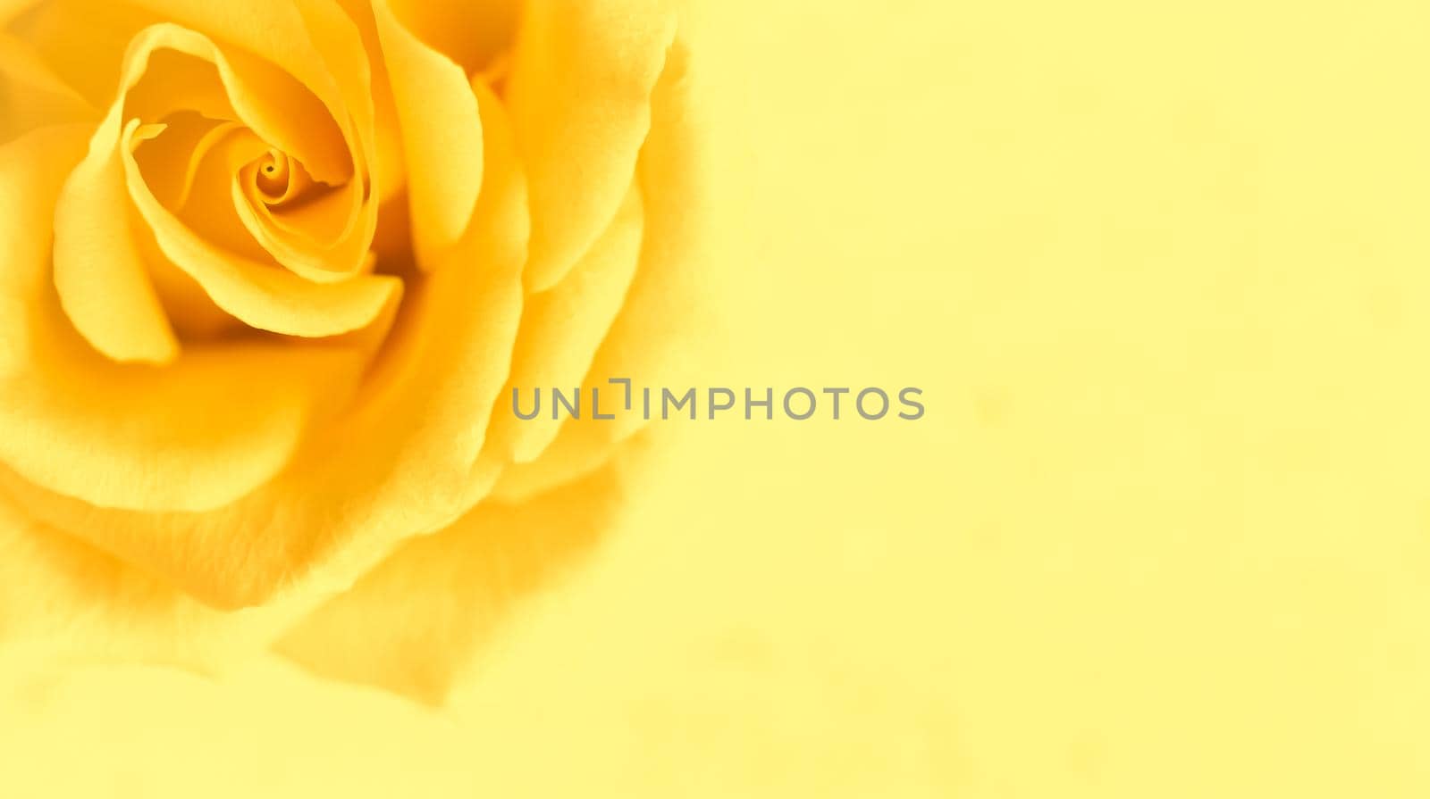 Botanical concept, wedding invitation card - Soft focus, abstract floral background, yellow rose flower. Macro flowers backdrop for holiday brand design