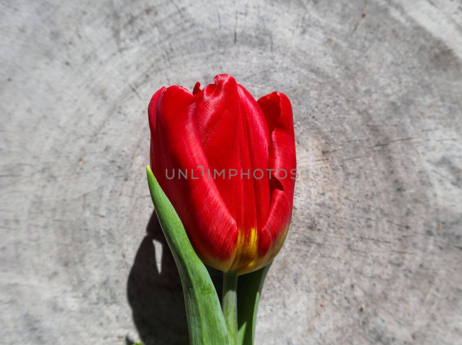 Beautiful red tulip on the rough surface of an old stump