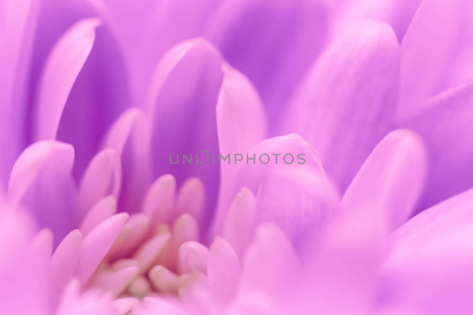 Retro art, vintage card and botanical concept - Abstract floral background, purple chrysanthemum flower. Macro flowers backdrop for holiday brand design