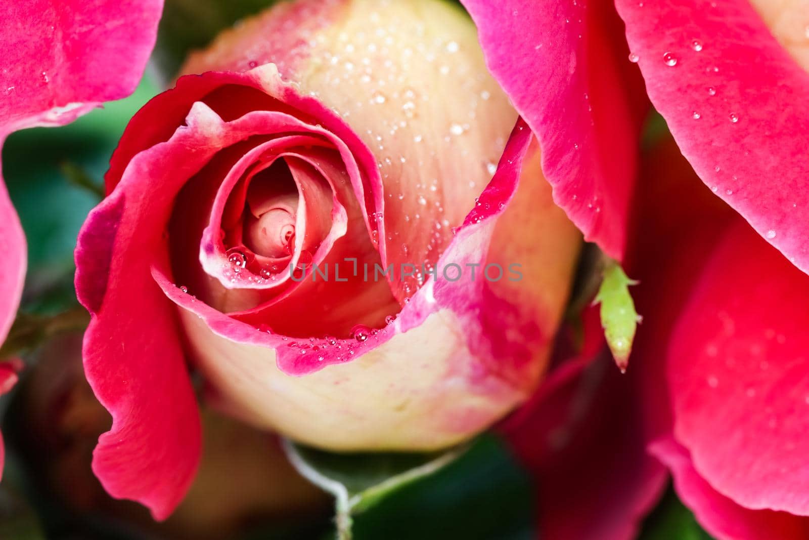 Beautiful red yellow rose with dew drops. Perfect for greeting card background.