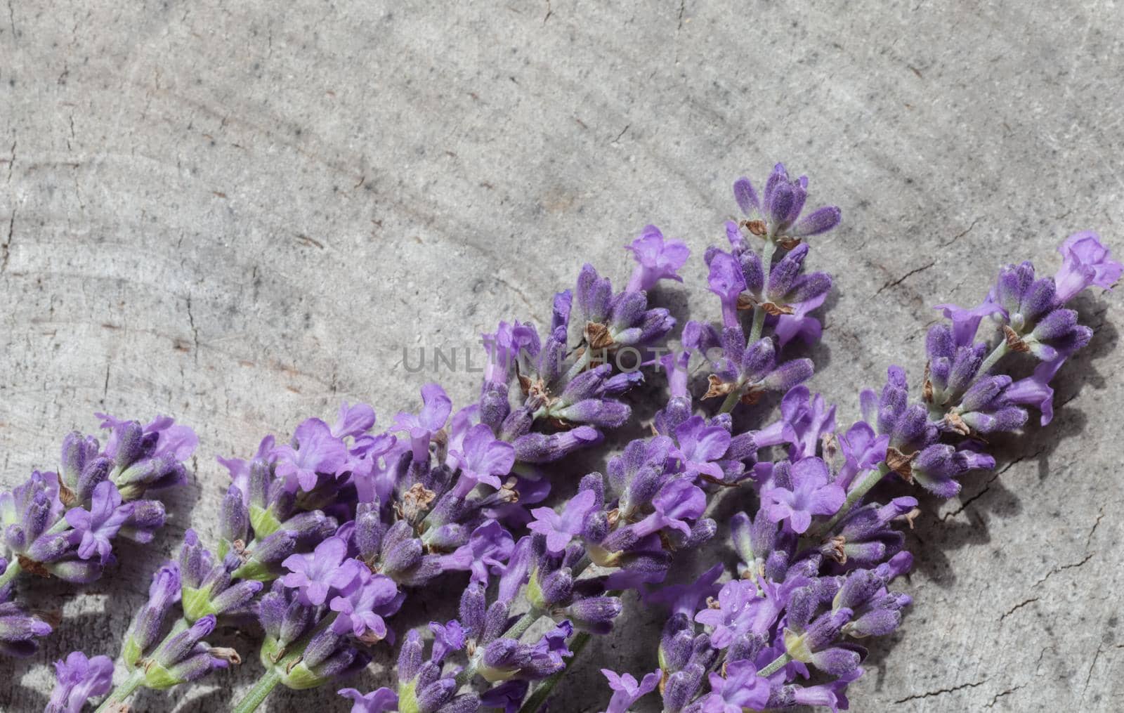 Lavender flowers on a gray rustic background of an old stump