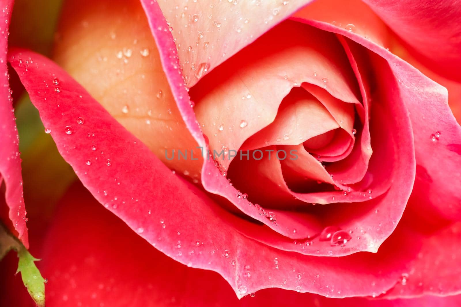 Beautiful red yellow rose with dew drops. Perfect for greeting card background.