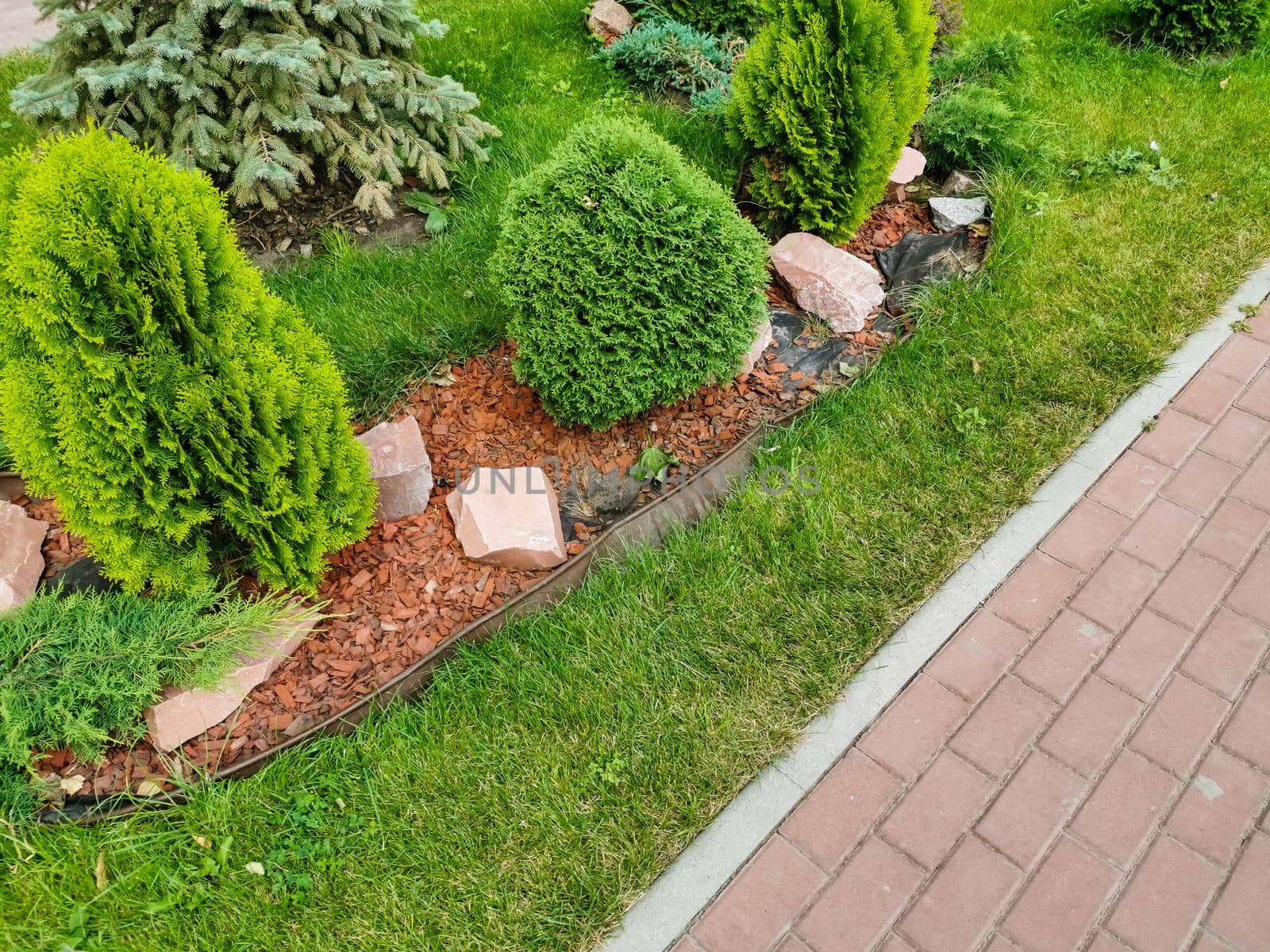 green bushes in the flower bed at home. landscape design of the gardens and local area.