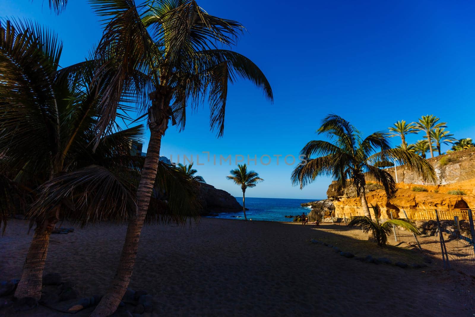 Palm Trees - Perfect palm trees against a beautiful blue sky and the ocean, tenerife.