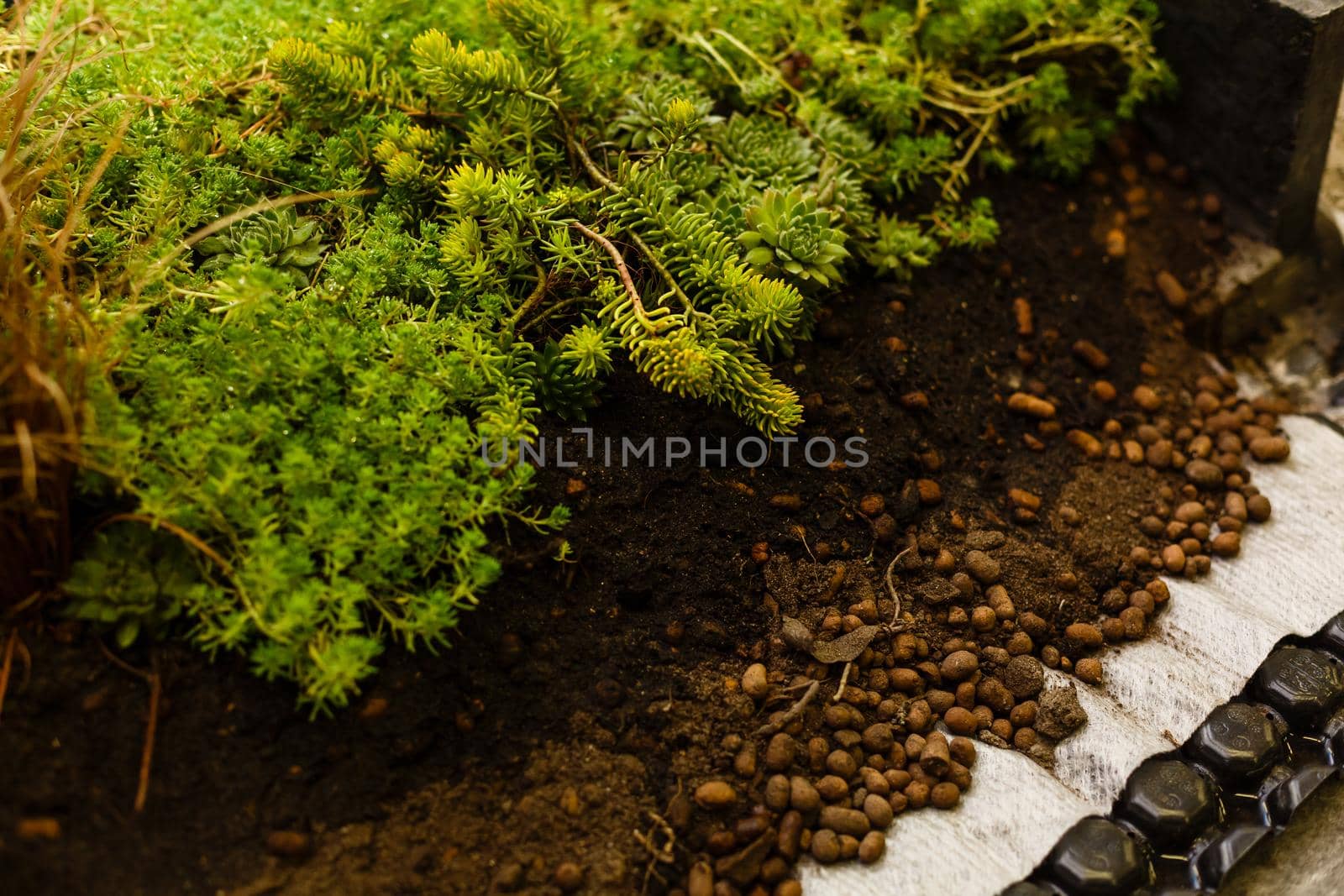 green bushes in the flower bed at home. landscape design of the gardens and local area.