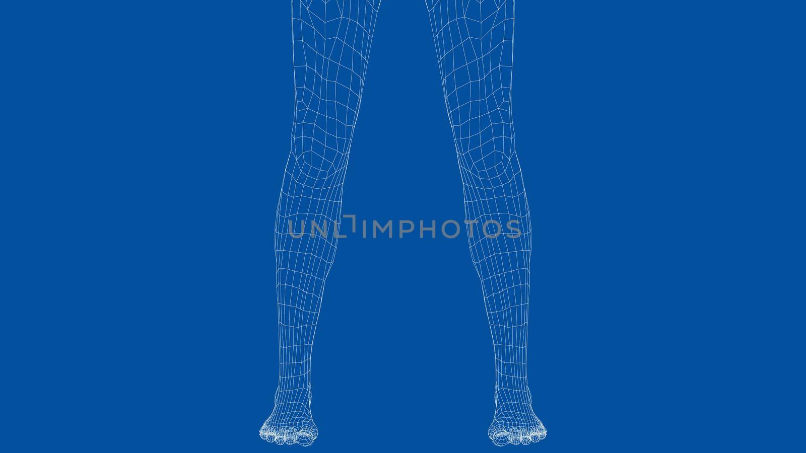 Wireframe legs. Close-up view. Anatomy concept. 3d illustration