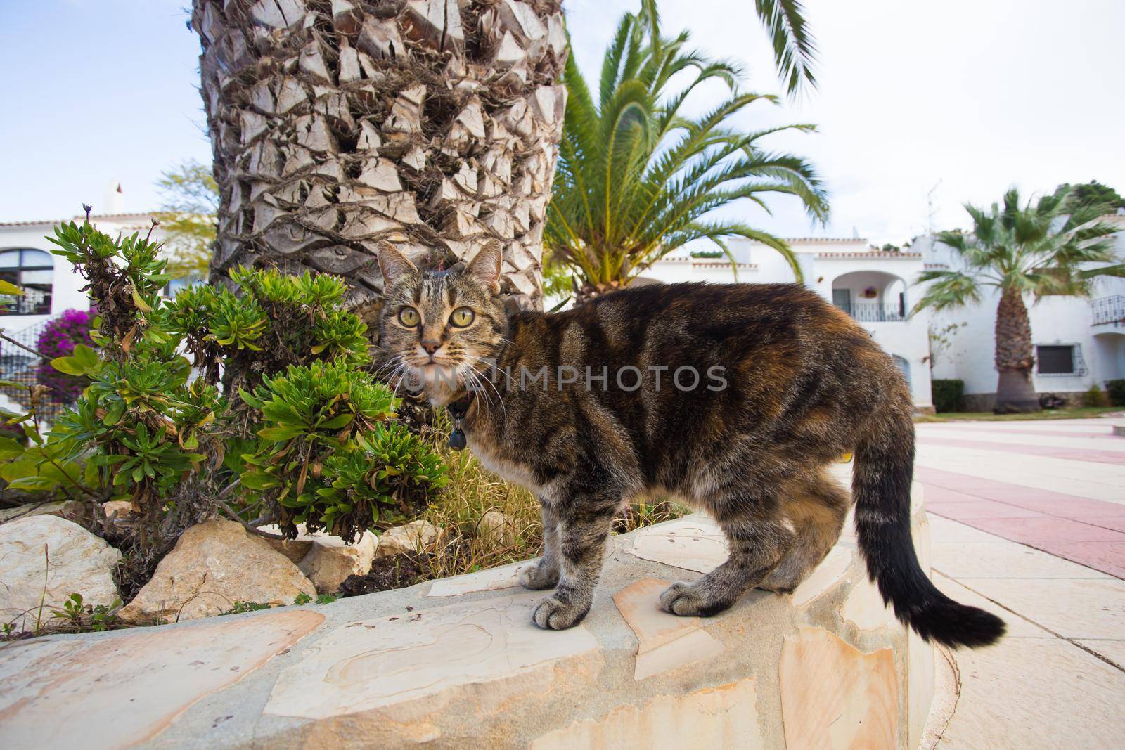 Pets and domestic animals concept - Cute cat wearing collar walking on the street by Satura86