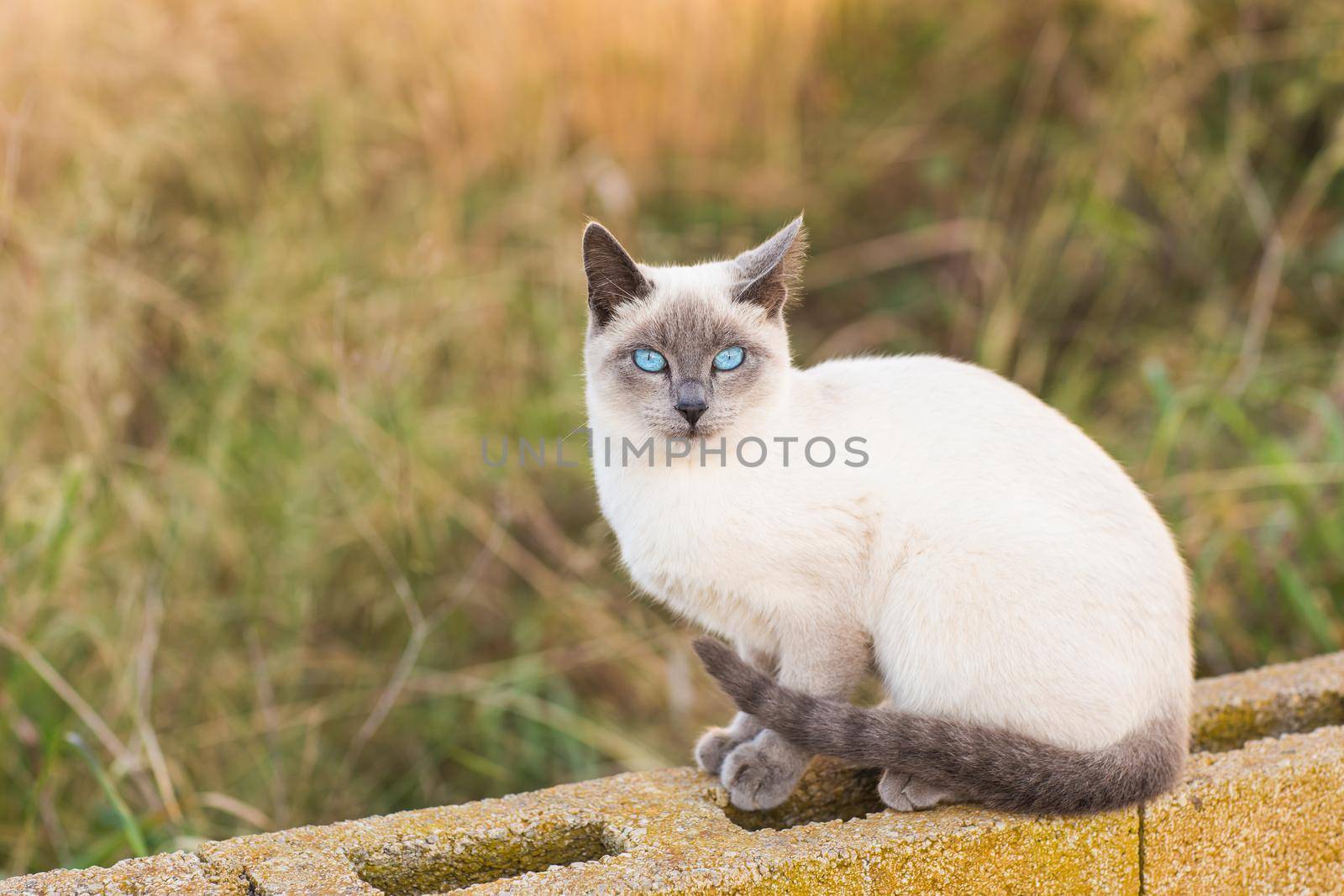 Pets and pedigree animals concept - Portrait of the siamese cat with blue eyes by Satura86