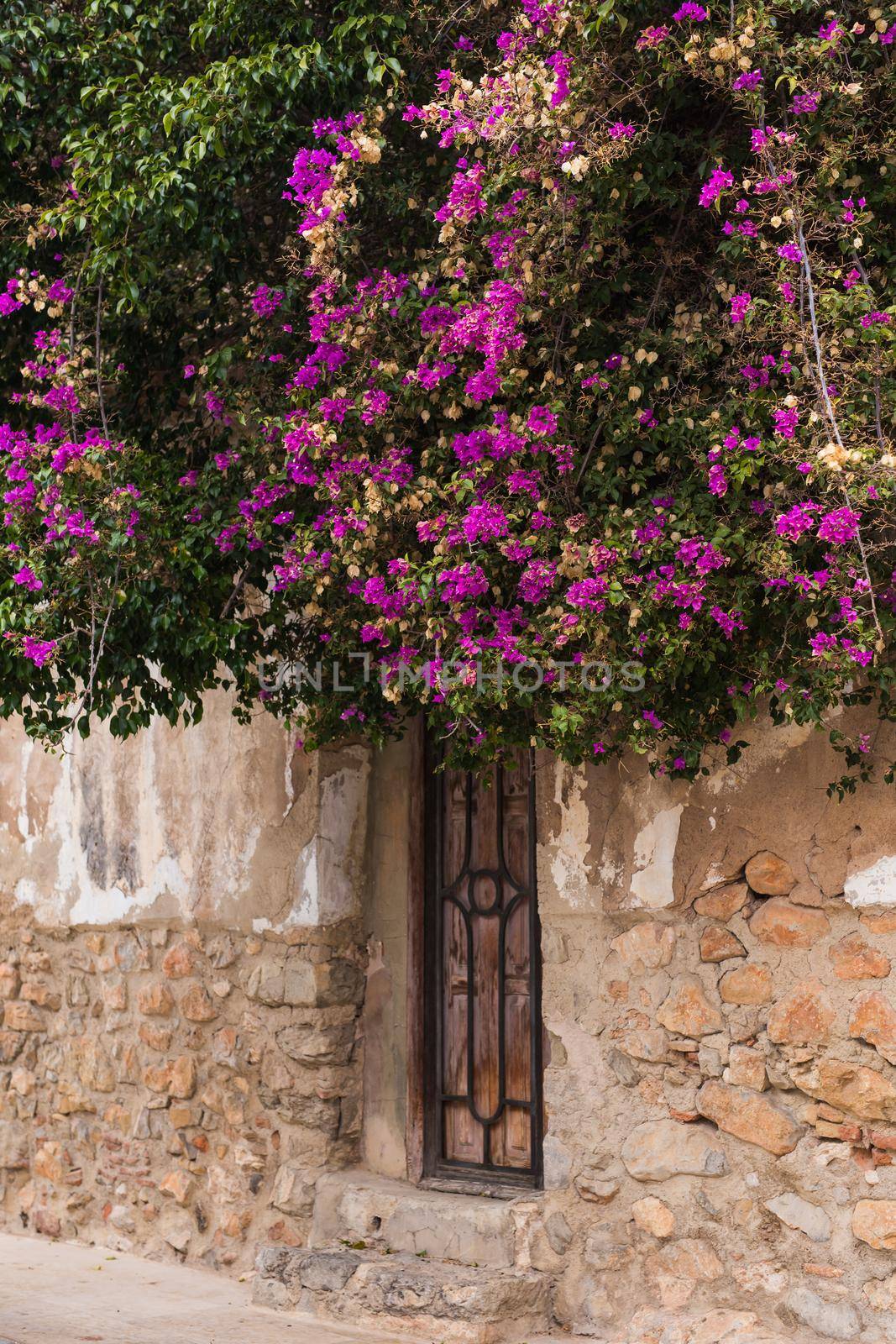 Spring, nature and town concept - Blooming wisteria tree covering up a house on a bright sunny day by Satura86