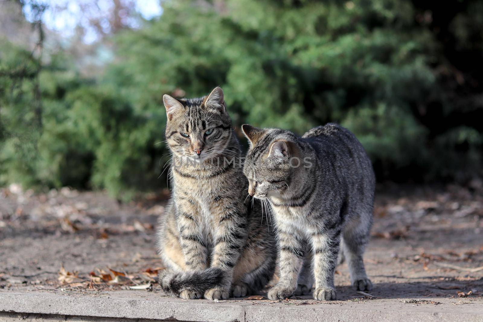 cats sit on a flower bed in the park and squint from the sun