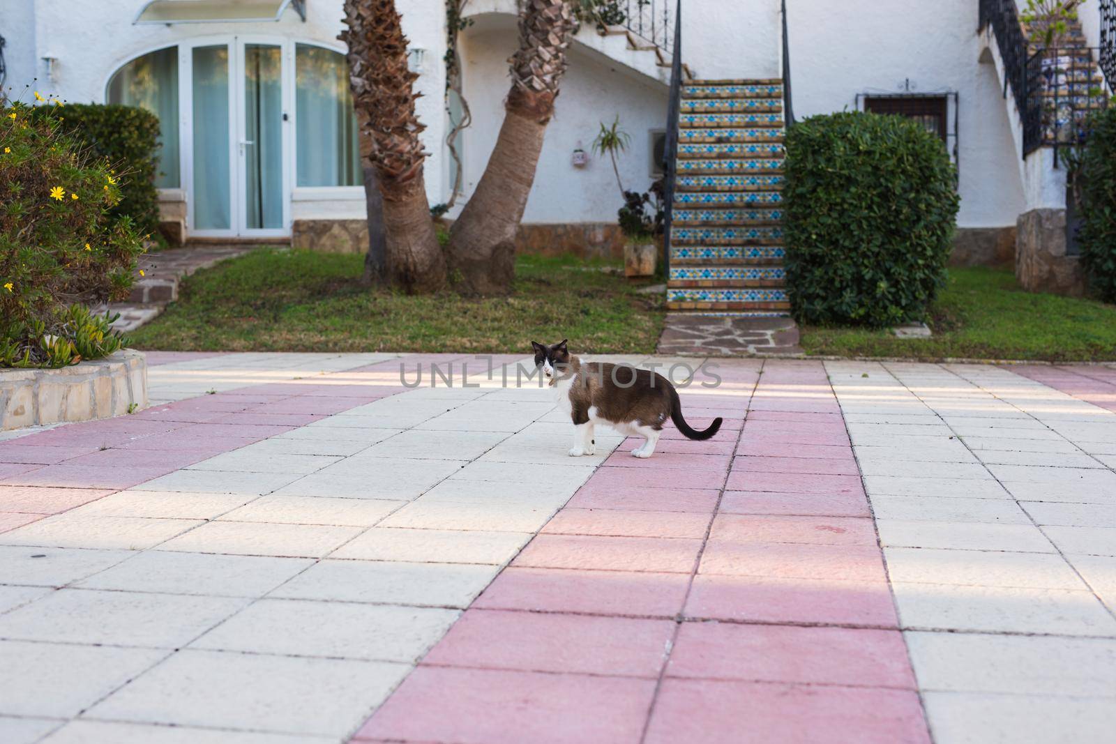 Pet, spring and animals concept - Cute cat walking along path outdoor lit by beams of sun.