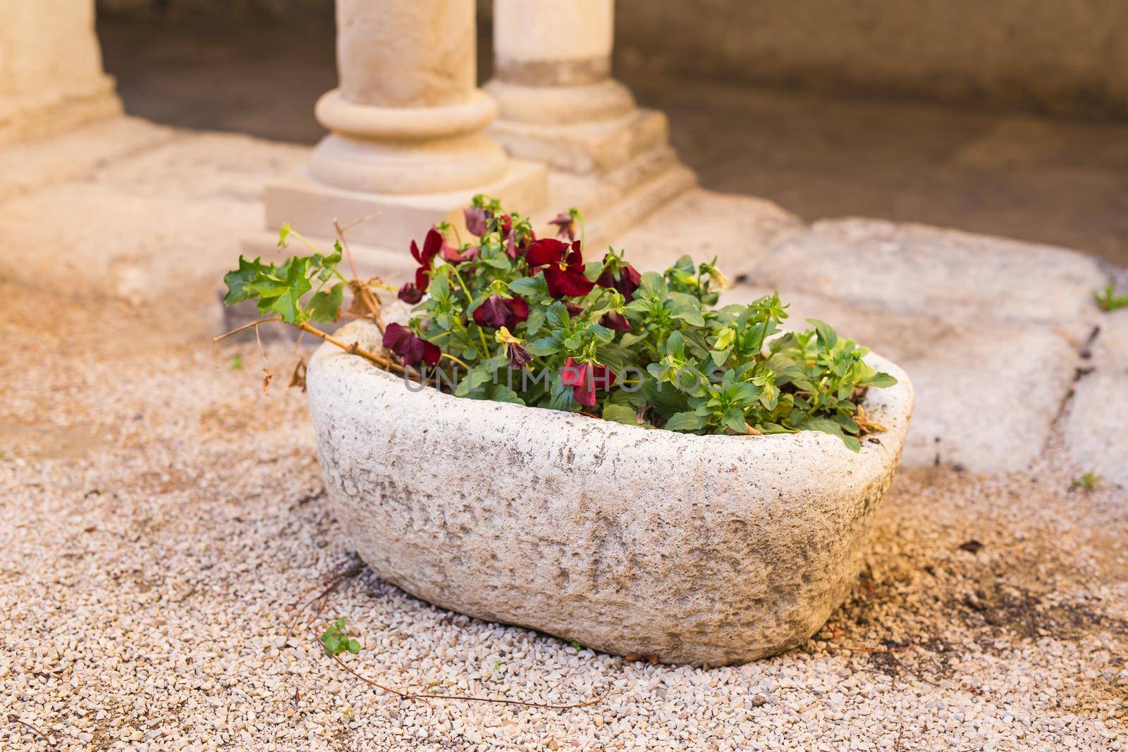 Green potted plants in beautiful pot outdoor.