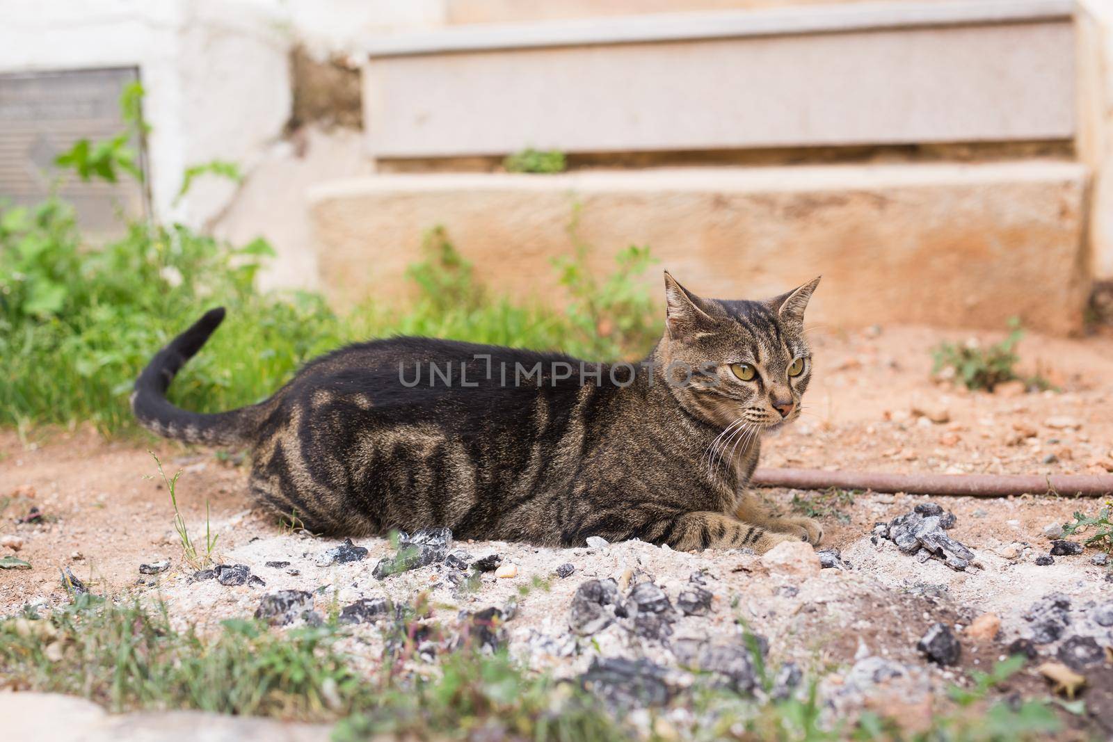 Concept of homeless animals - Cute cat outdoors by Satura86