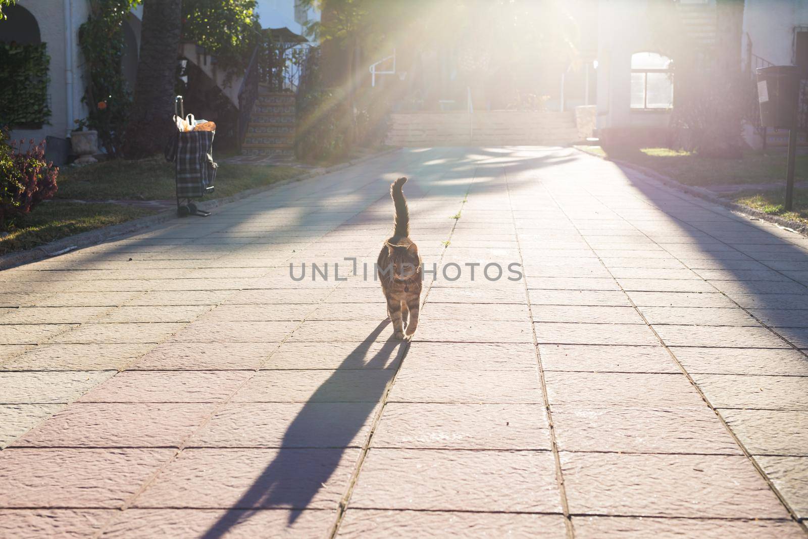 Pet, spring and animals concept - Cute cat walking along path in park lit by beams of sun.
