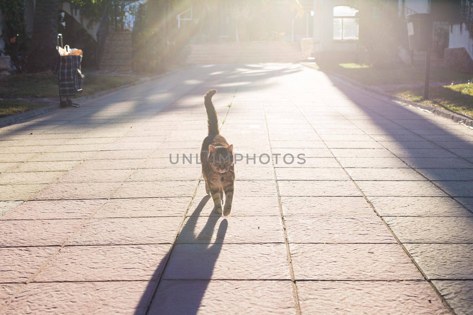 Pet, spring and animals concept - Cute cat walking along path in park lit by beams of sun.