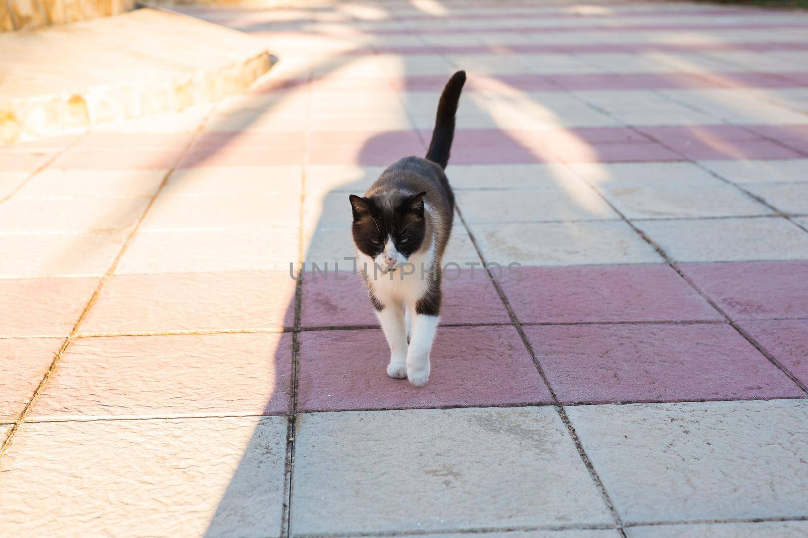 Pet, spring and animals concept - Cute cat walking along path outdoor lit by beams of sun.