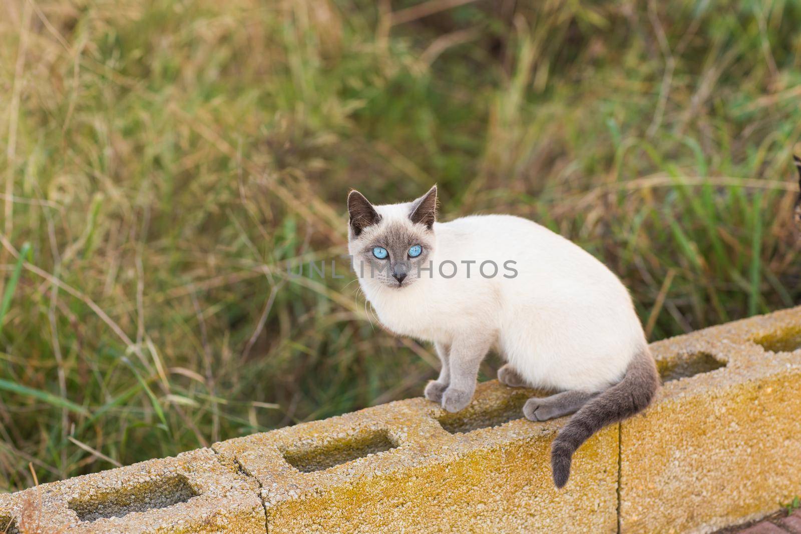 Pets and pedigree animals concept - Portrait of the siamese cat with blue eyes by Satura86