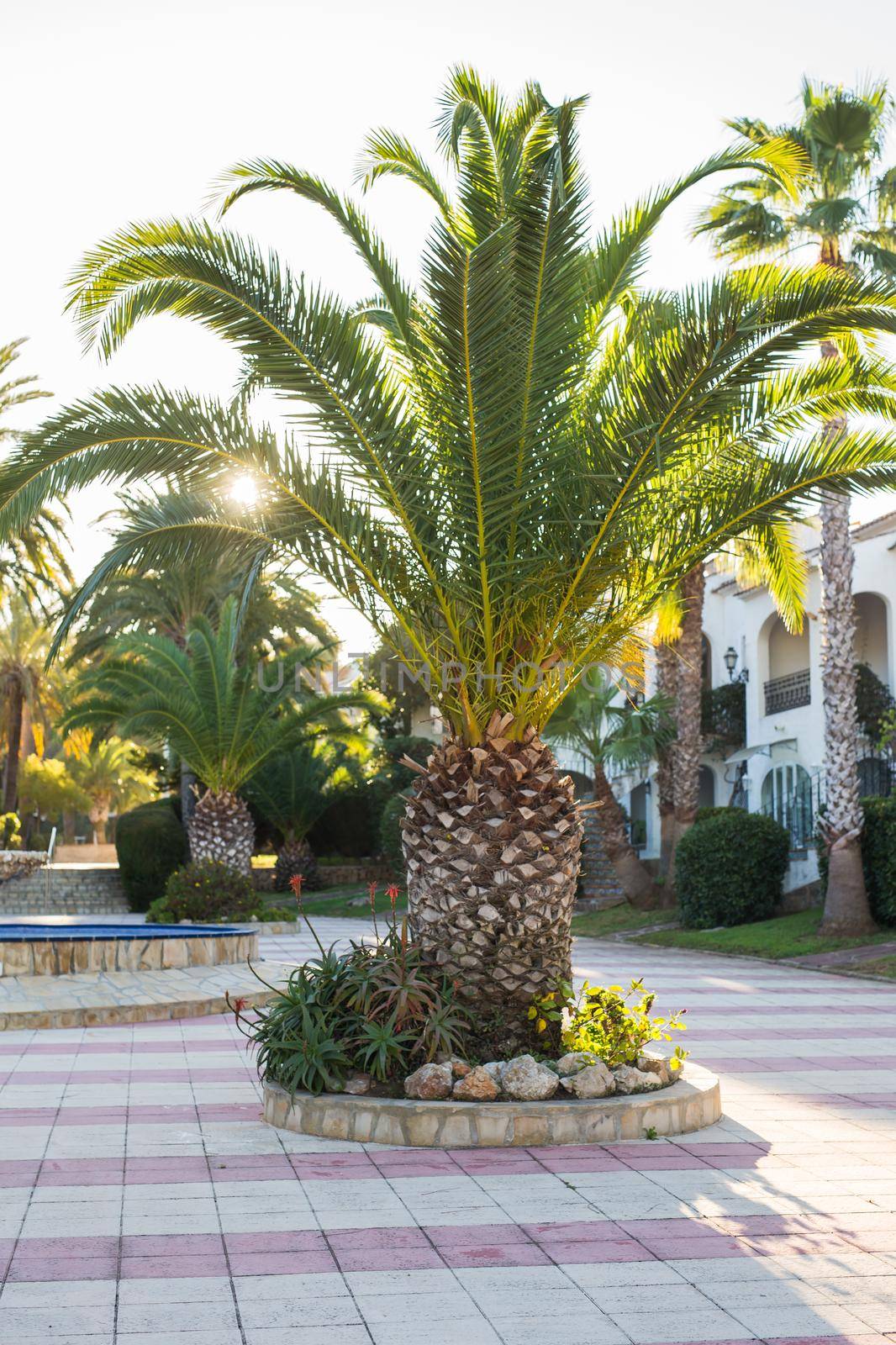 Green potted plants in beautiful pot outdoor.