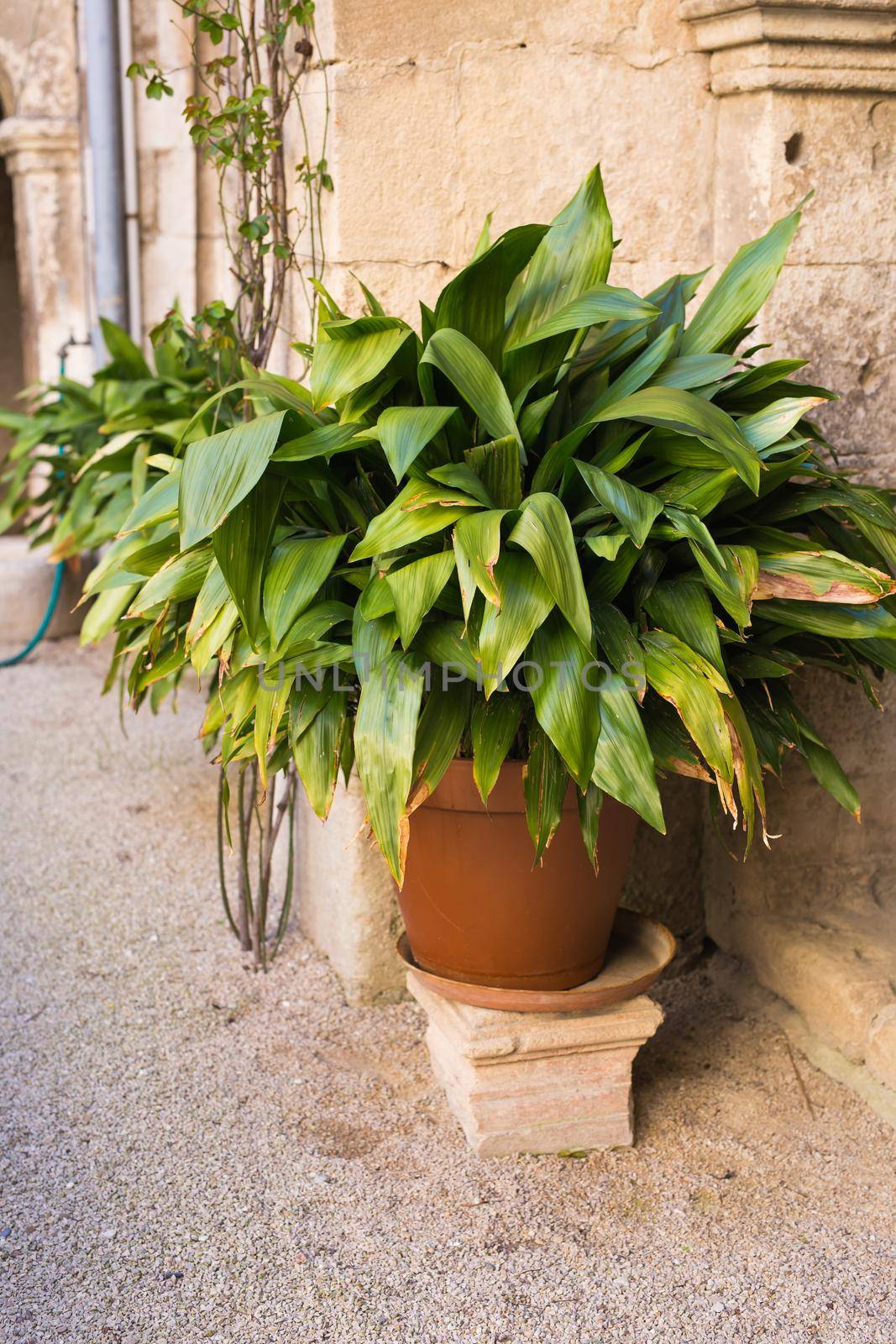 Green potted plants in beautiful pot outdoor.