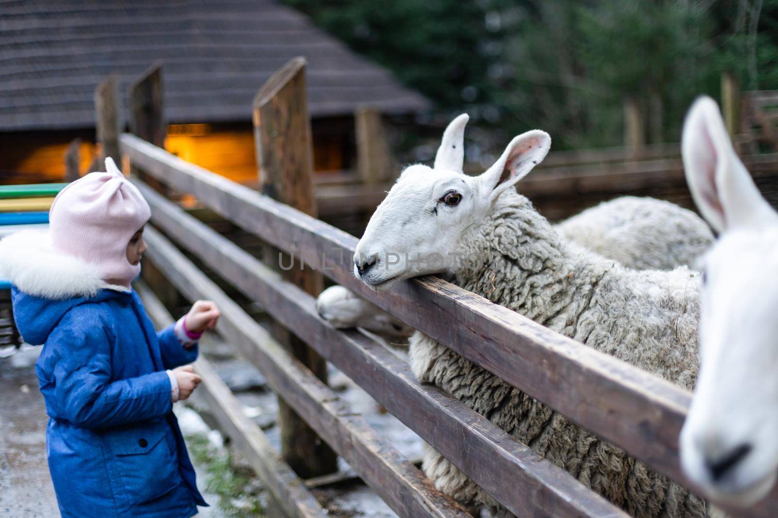 Cute little girl feeding a sheep at farm. Happy girl on family weekend on the country side. Friendship of child and animals. by Andelov13