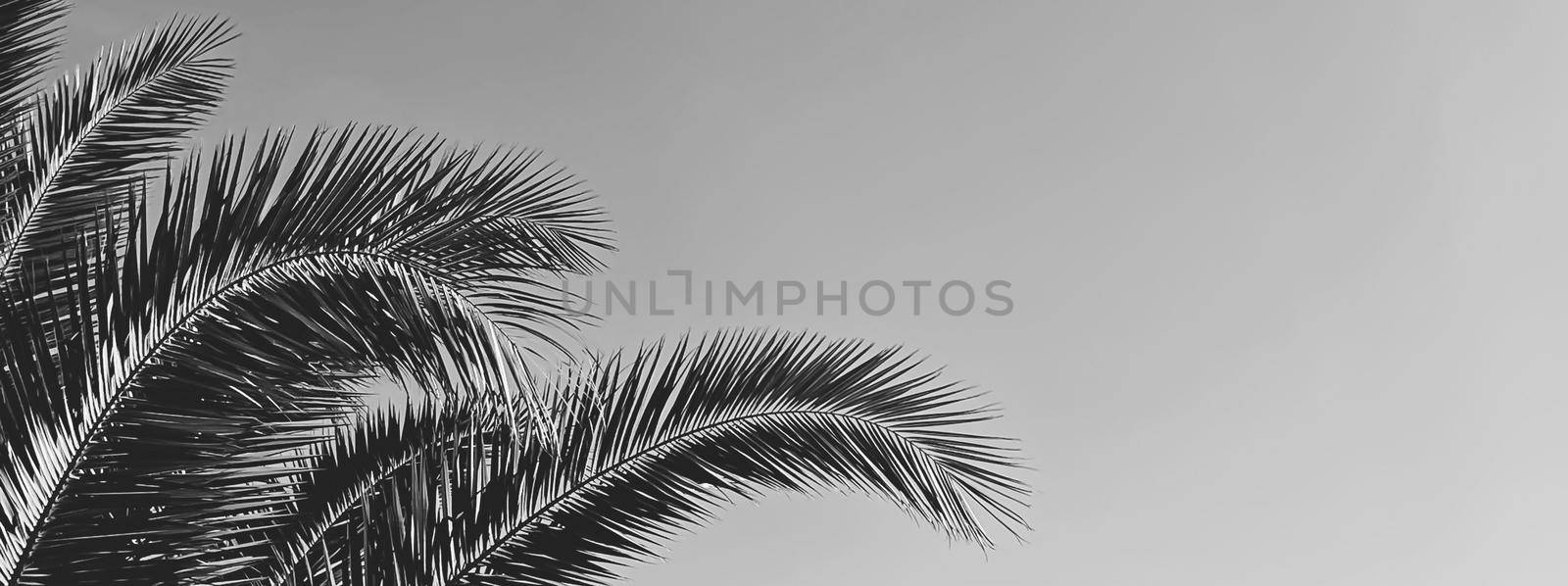 Summer holiday and tropical nature concept. Palm tree in summertime as vintage black and white, monochrome background.