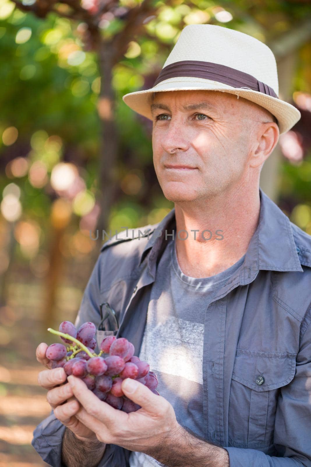 Winegrower man in straw hat holding bunch of red grapes. Traditional and natural winery farm. Adult harvester working in vineyard. Harvest time in winery industry. Viticulture and enology
