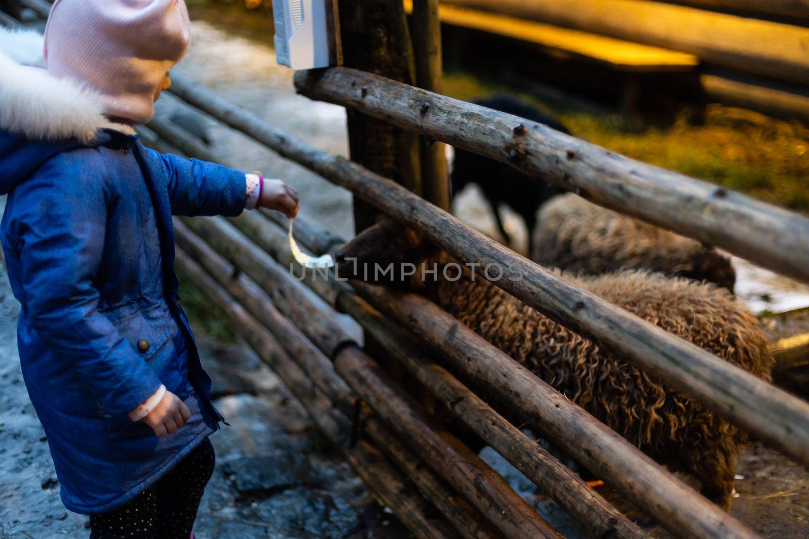 Young girl feeding sheep and a goat in the a farm