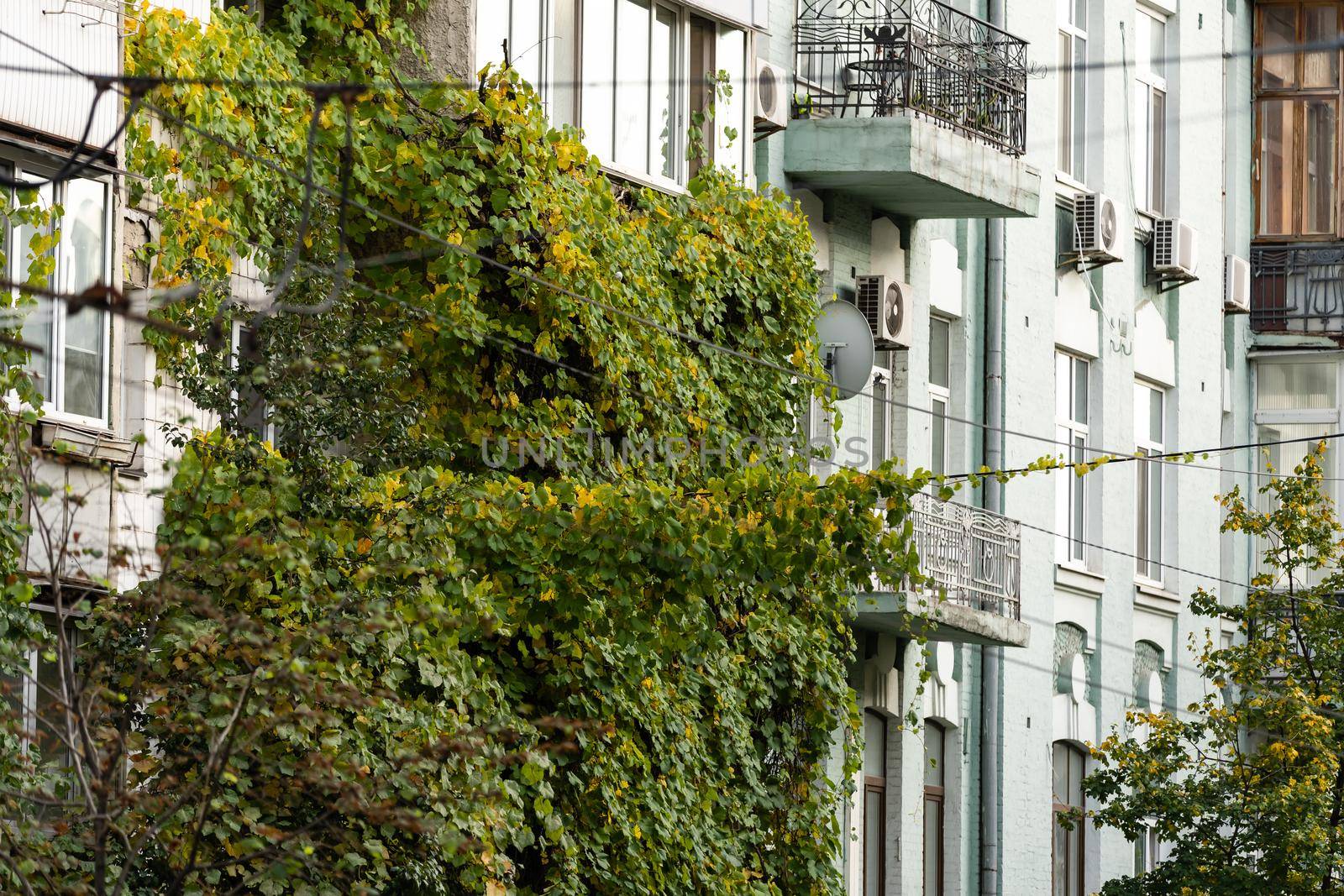 ivy on an apartment building