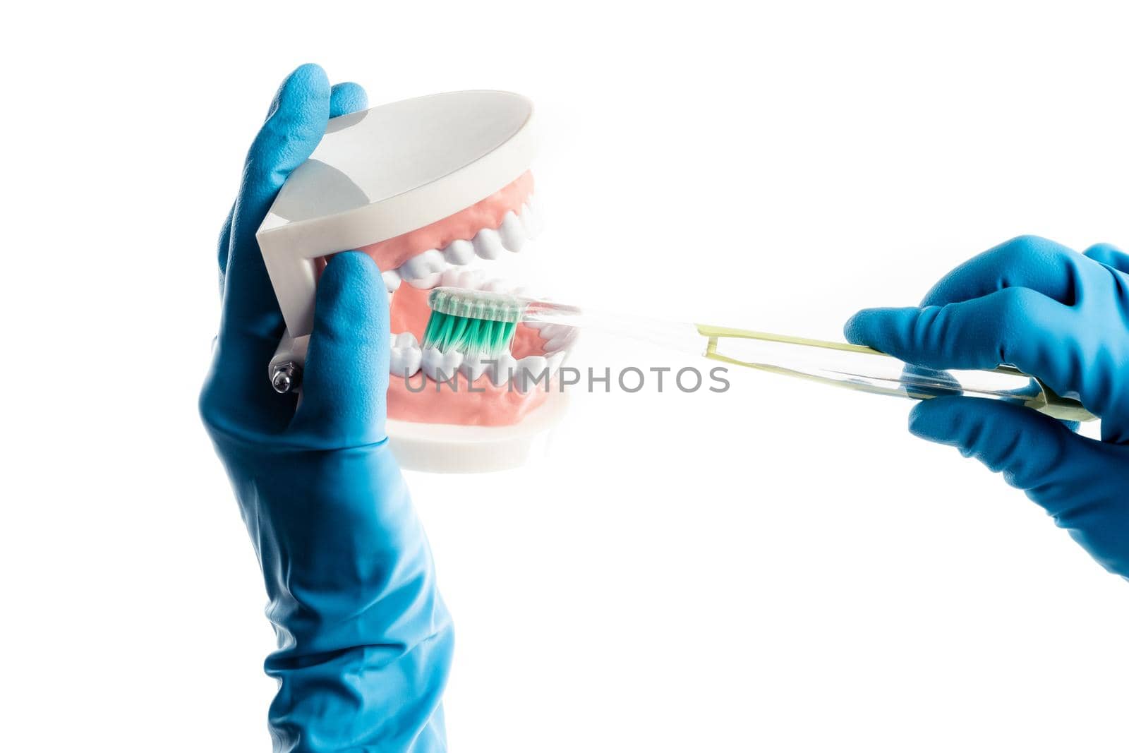 Hands in blue gloves brushing teeth model isolated on white background