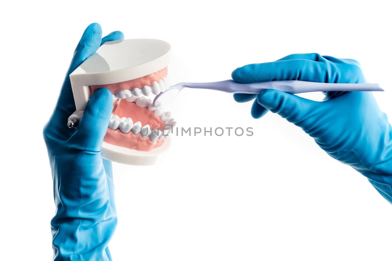 Hands in blue gloves examinating teeth model isolated on white background