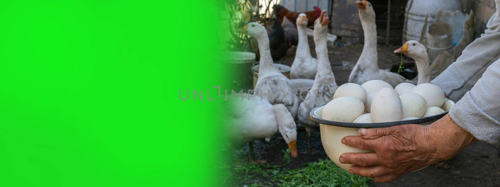 geese and chicken on the farm, eggs in a bowl. selective focus by Anuta23