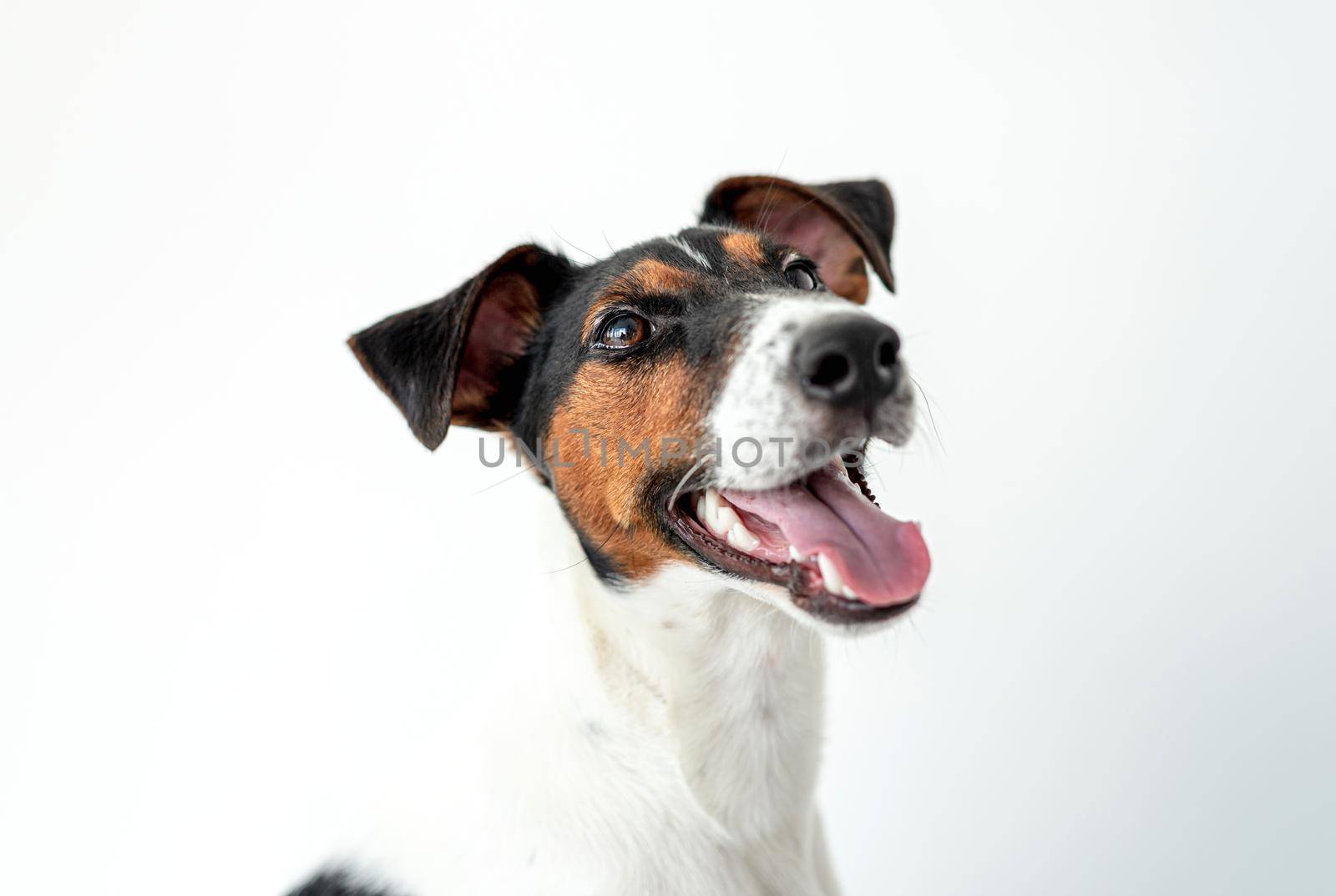 Smooth fox terrier dog eating from bowl on light room's floor