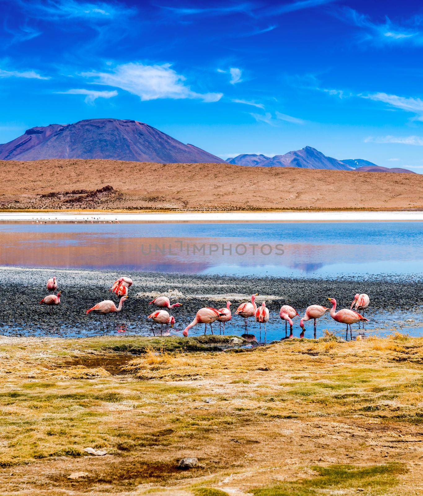 Flamingos at Colorado lagoon by tan4ikk1