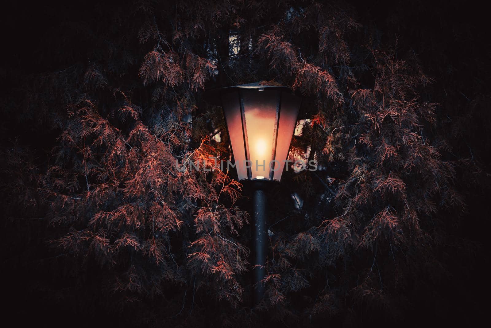 Old street lantern with tree in background at night