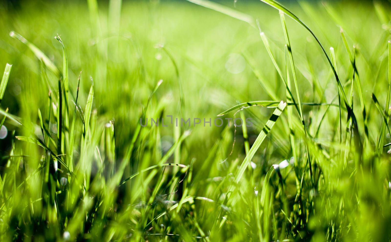 green grass field in the light of the sun