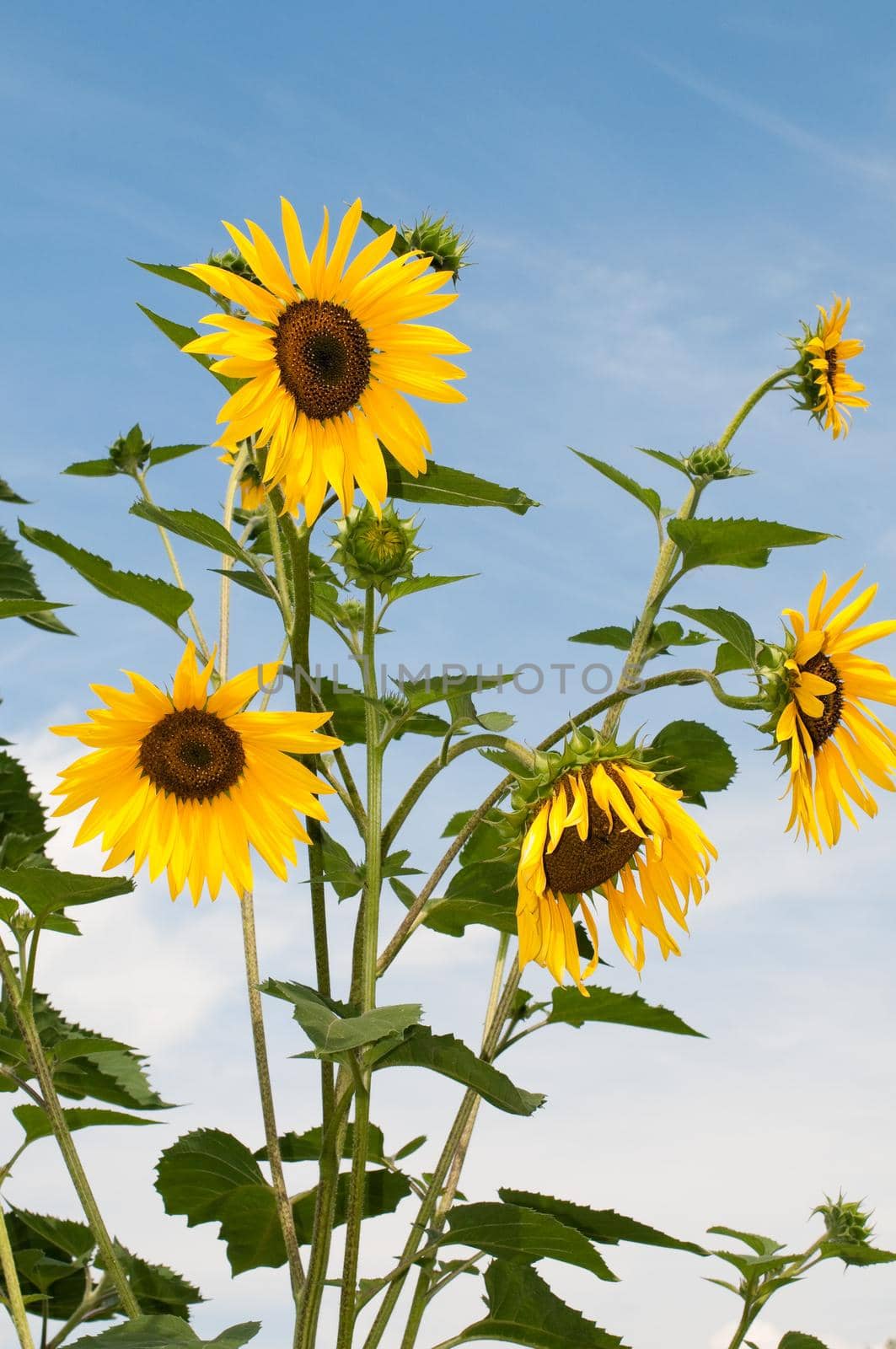 beautiful sunflowers with blue cloudy sky in background