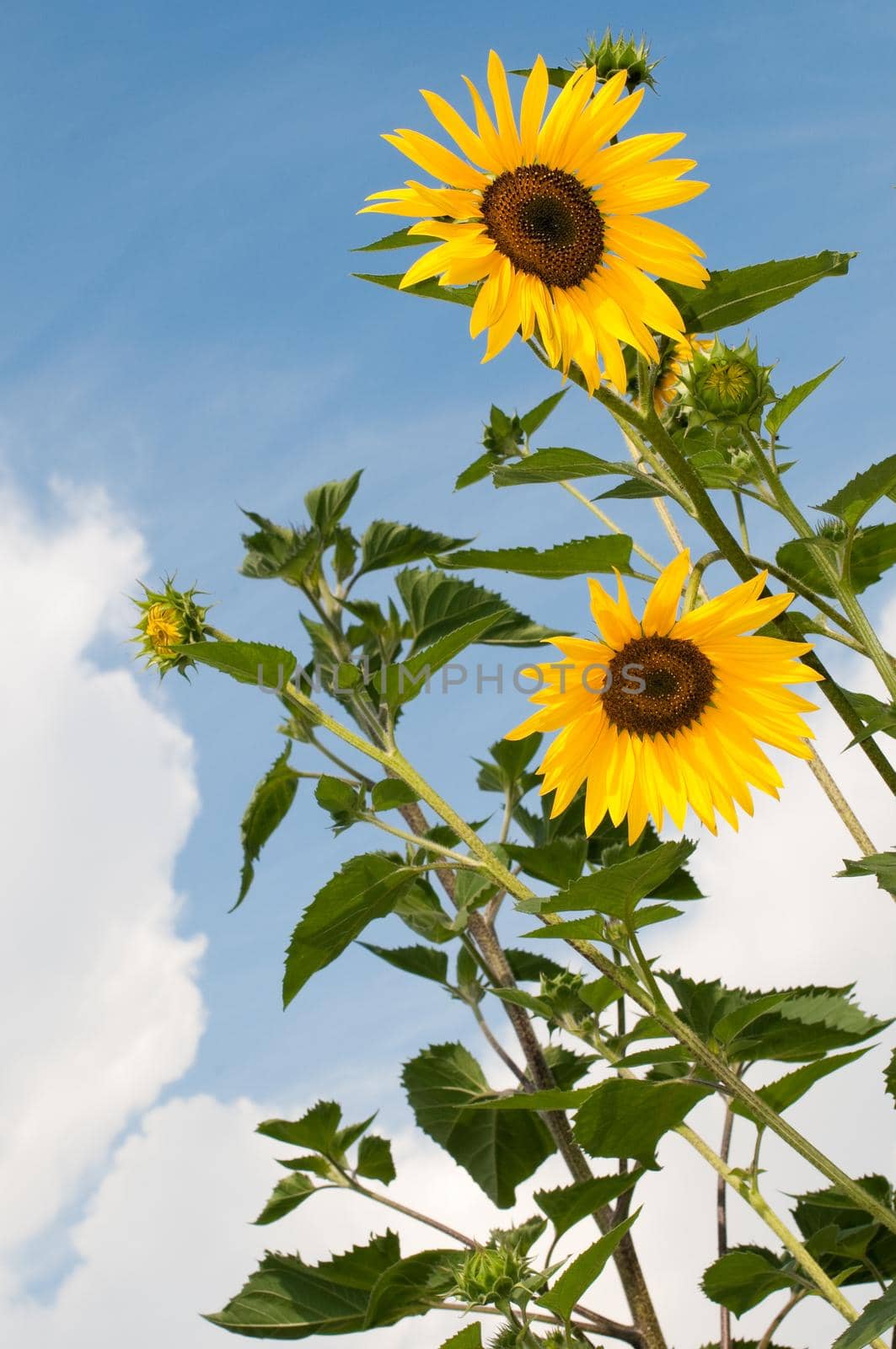 beautiful sunflowers with blue cloudy sky in background