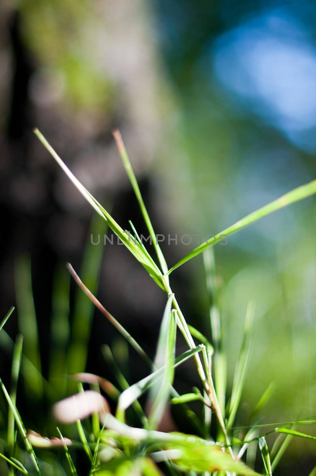 green grass in the light of the sun with blured background with sky and tree