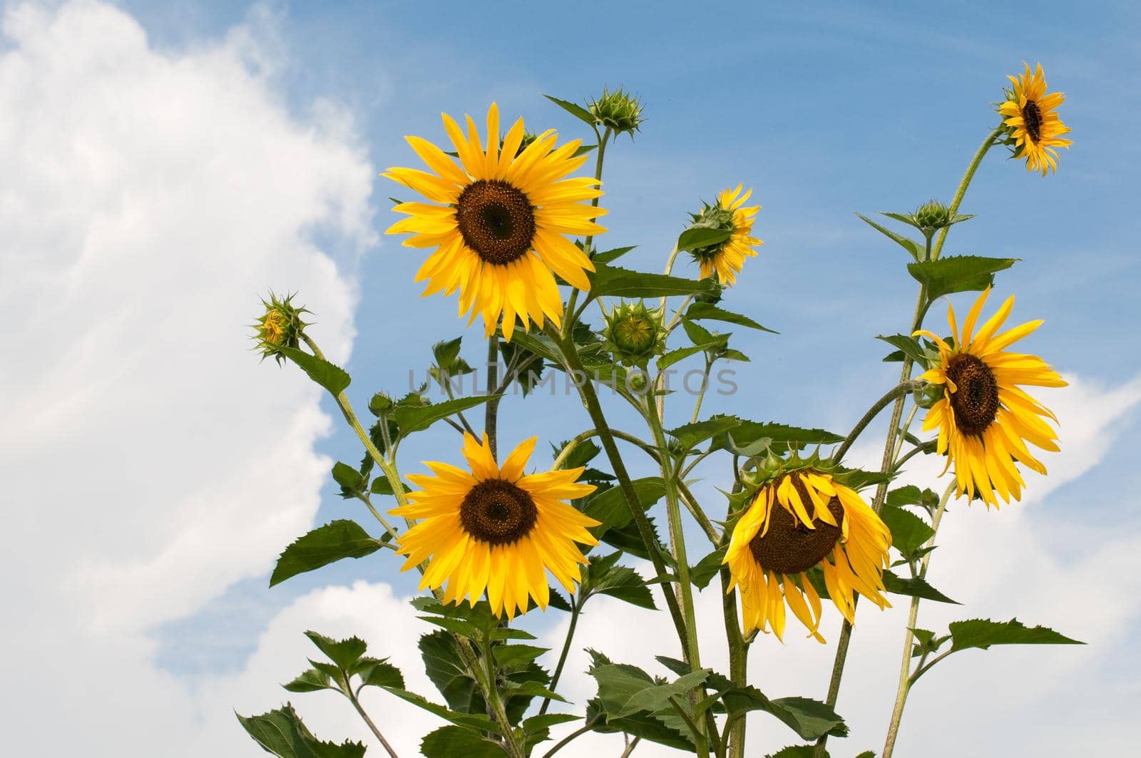 beautiful sunflowers with blue cloudy sky in background