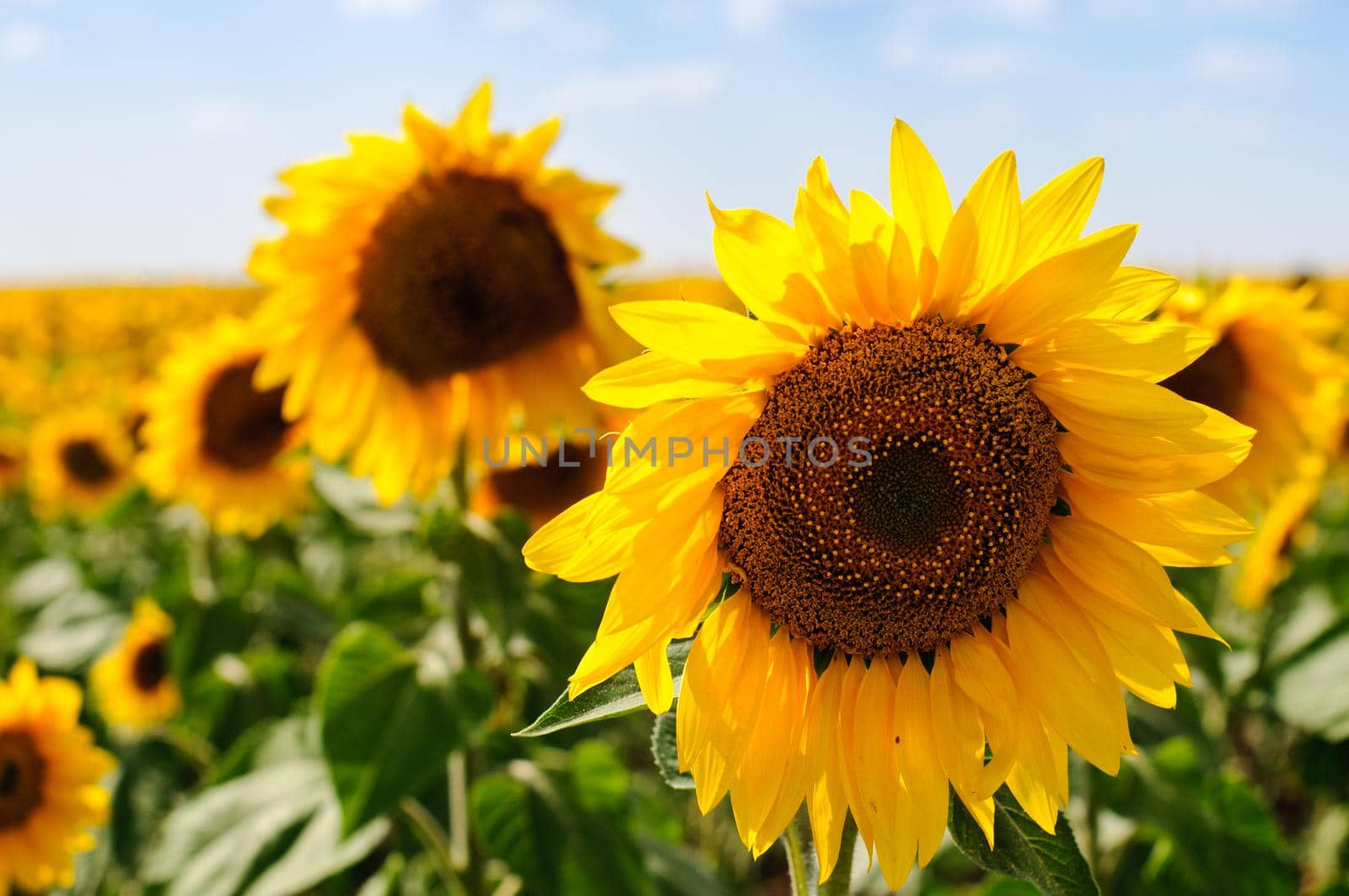 beautiful sunflower field with blue cloudy sky in background