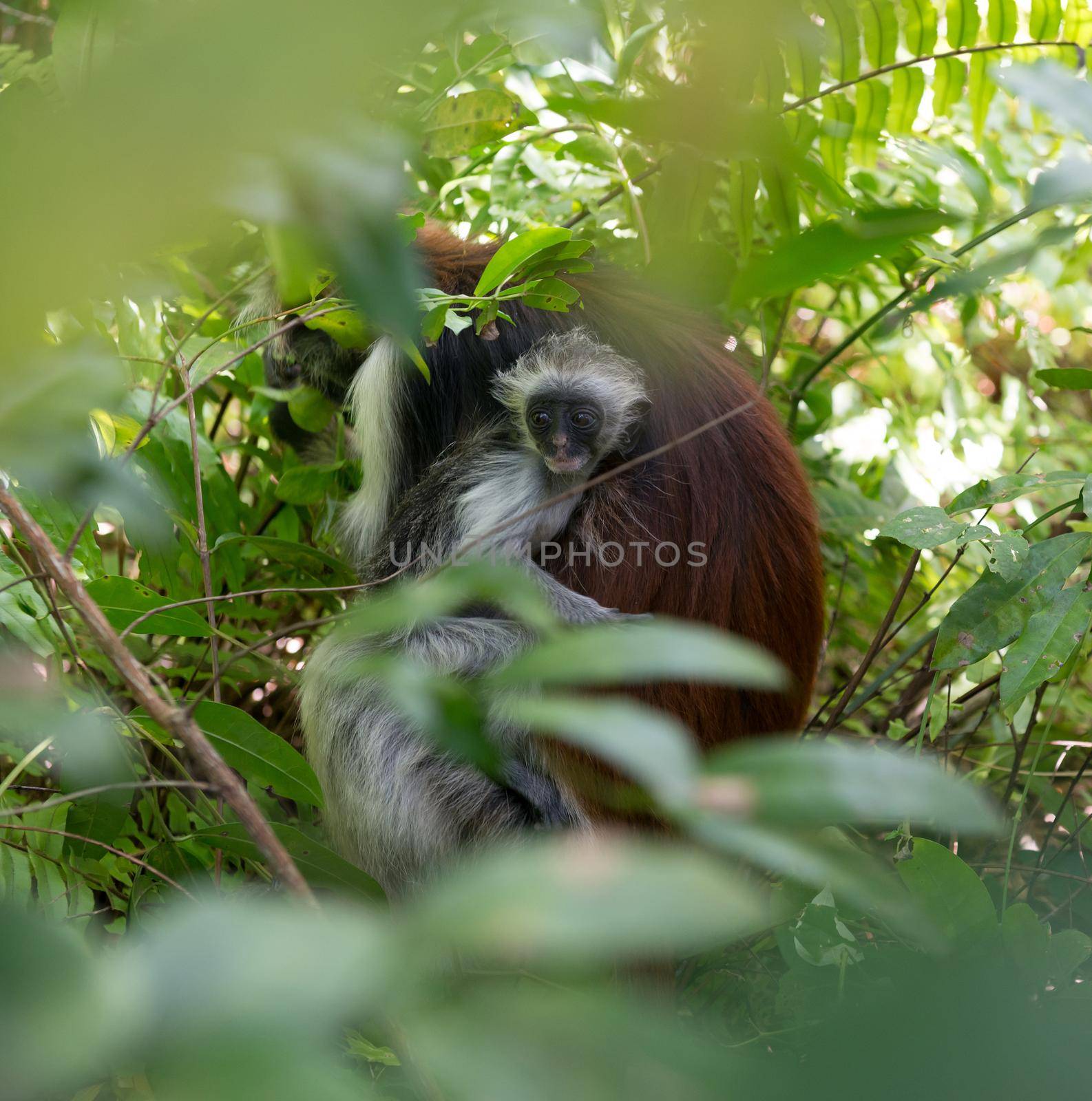 little funny face of monkey kid in mother fur in Jozani Chwaka Bay National Park, Zanzibar