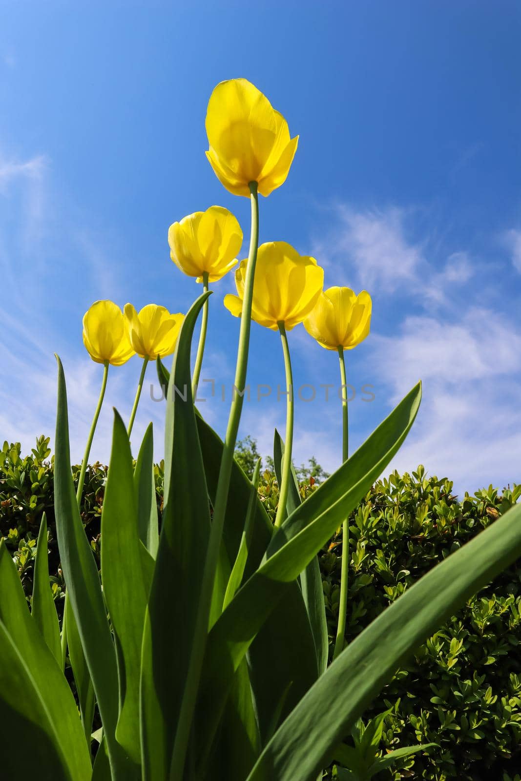 Beautiful yellow tulips in spring against blue sky with clouds. Floral background