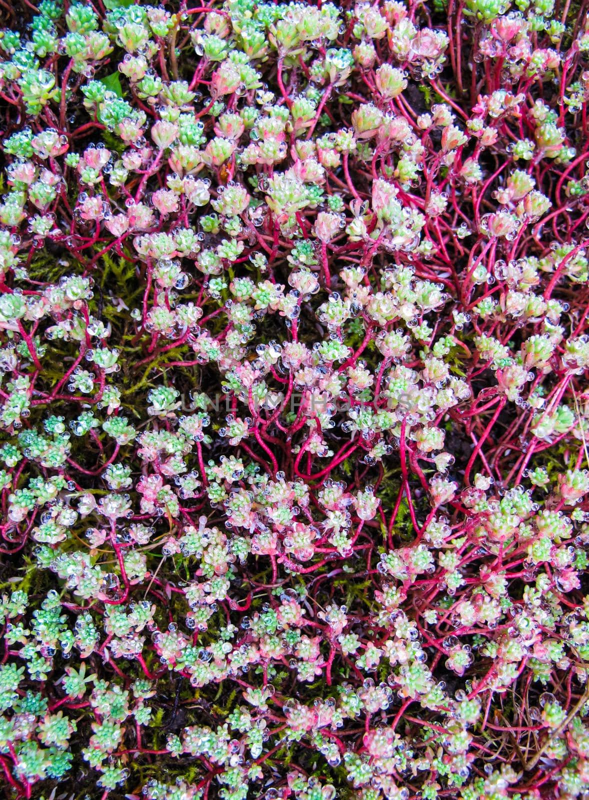 Natural background of many leaves and pink stems of sedum with a lot of dew drops