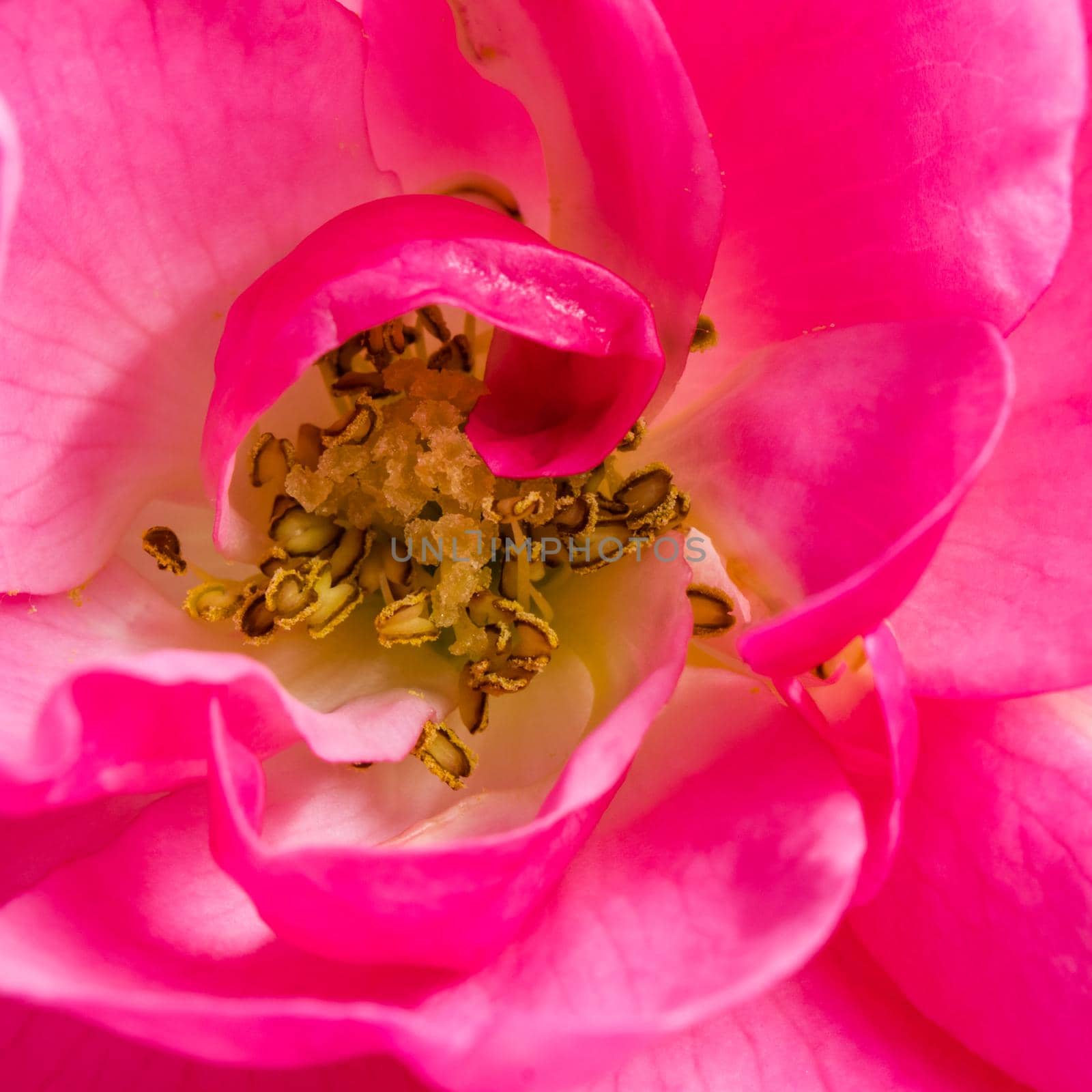 Soft focus, abstract floral background, pink rose flower petals. Macro flowers backdrop for holiday design by Olayola
