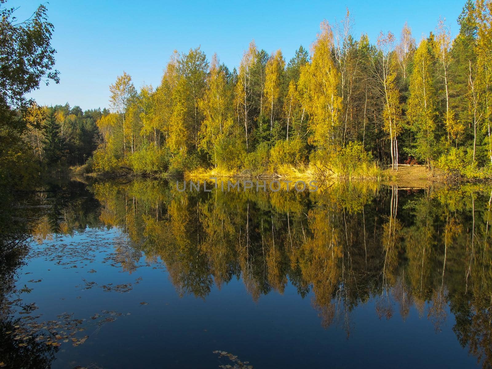 Autumn forest with a beautiful lake in sunny day. Bright colorful trees reflected in calm water with fallen leaves