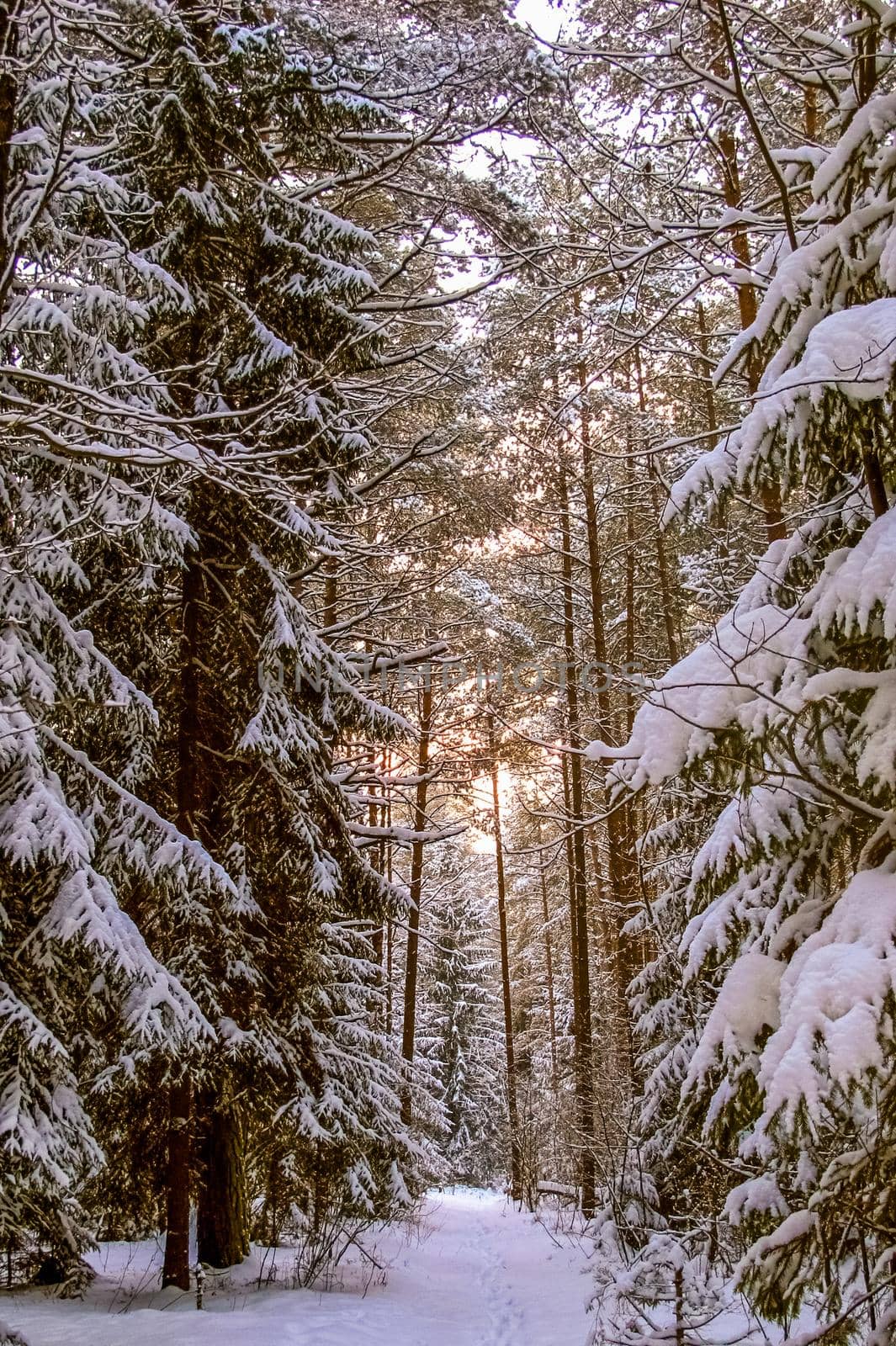 Sunset in snow covered forest