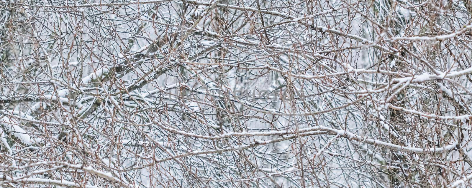 Snowing landscape, winter holiday concept - Fairytale fluffy snow-covered trees branches, nature scenery with white snow and cold weather. Snowfall in winter park. Soft focus