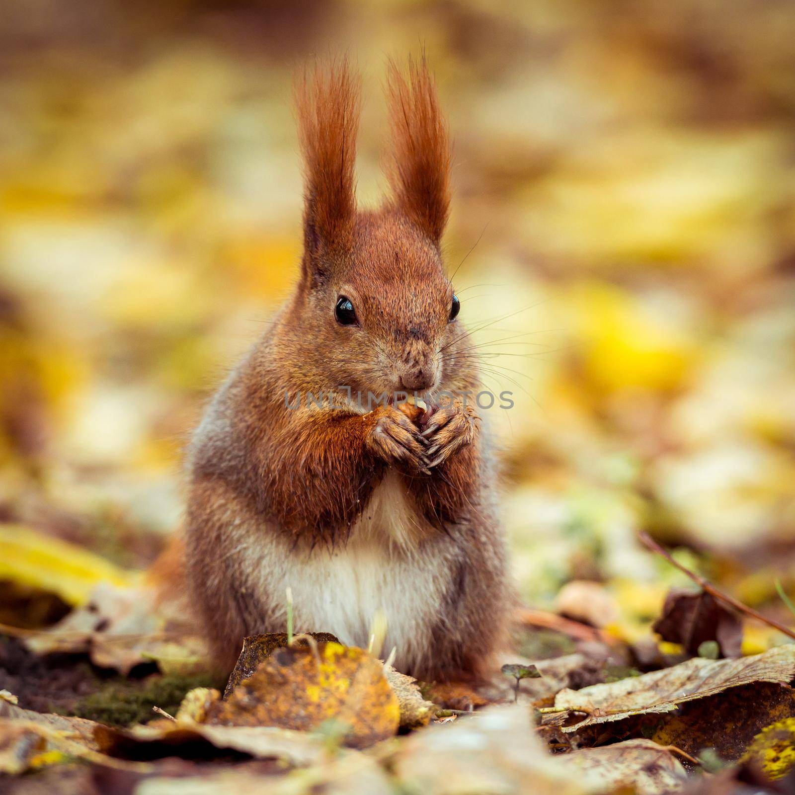 Red Eurasian squirrel by tan4ikk1